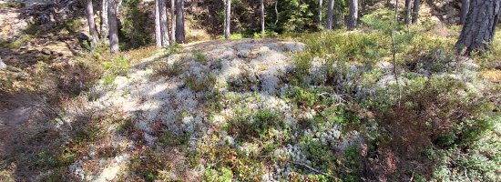 Scandtrack Kanutour Schweden 20260801141327