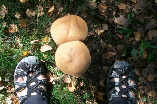 MEDION Digital Camera