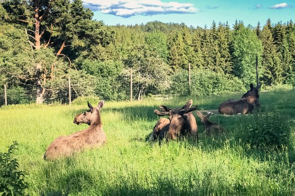 Scandtrack Kanutour Schweden -Dalslands-Aktiviteter