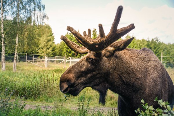 Scandtrack Kanutour Schweden -Elchpark