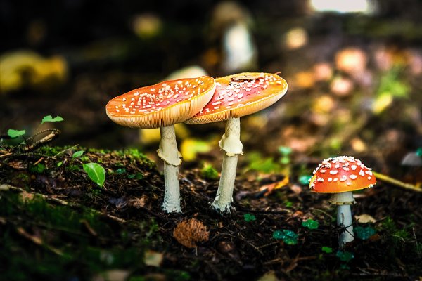 Scandtrack Kanutour Schweden -Fliegenpilze