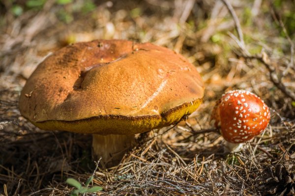 Scandtrack Kanutour Schweden -IMG1176