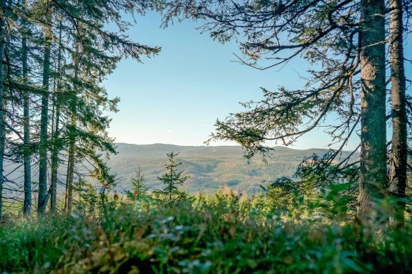 Scandtrack Kanutour Schweden -goestareiland-pineforest-6915-10 © Gösta Reiland/imagebank.sweden.se