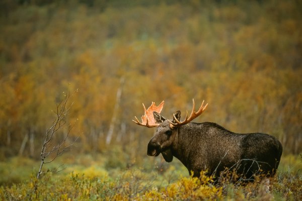 Scandtrack Kanutour Schweden -staffanwidstrand-moose-1595-10 © Staffan Widstrand/imagebank.sweden.se