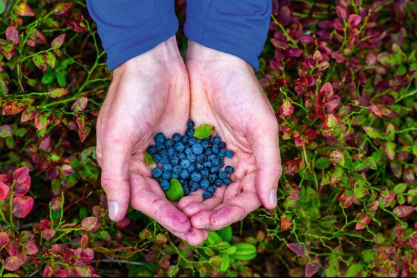 Scandtrack Kanutour Schweden annahllams-pickingblueberries-7016