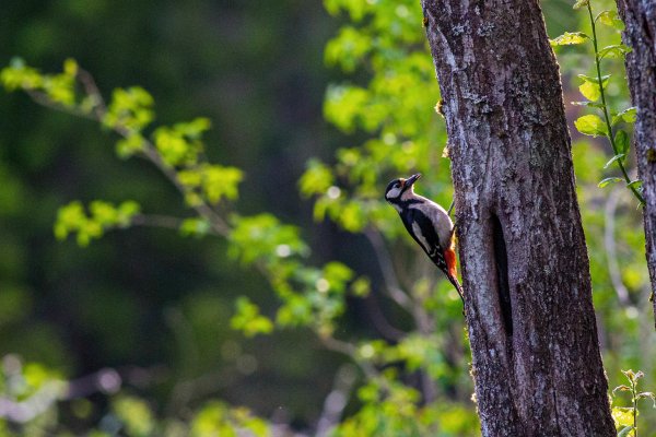Scandtrack Kanutour Schweden anderstedeholm-woodpecker-5821
