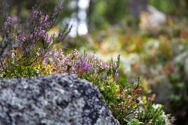 Scandtrack Kanutour Schweden 3H5A4564