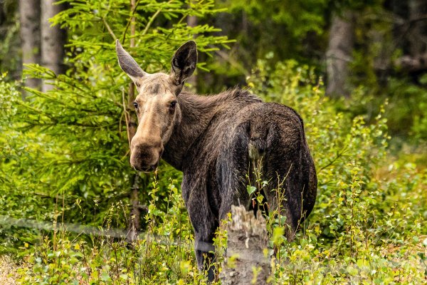 Scandtrack Kanutour Schweden 7Q4A4225