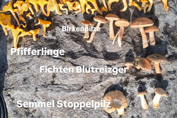 Scandtrack Kanutour Schweden Pilze