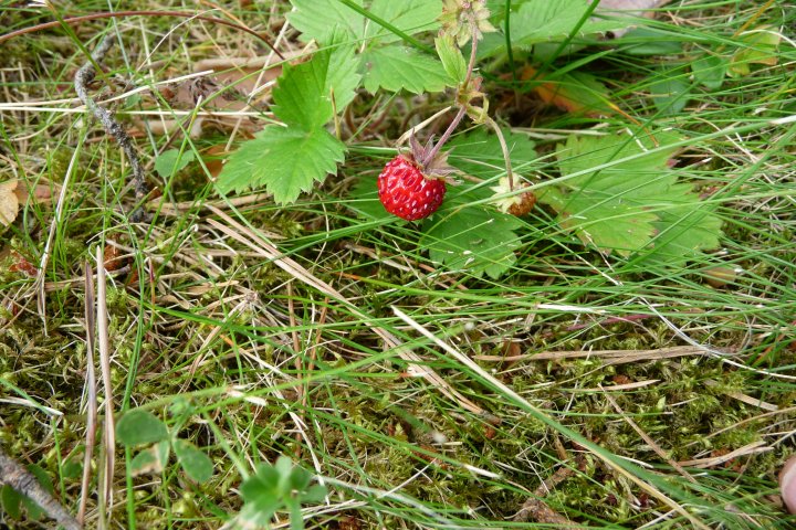 Scandtrack Kanutour Schweden P1160549