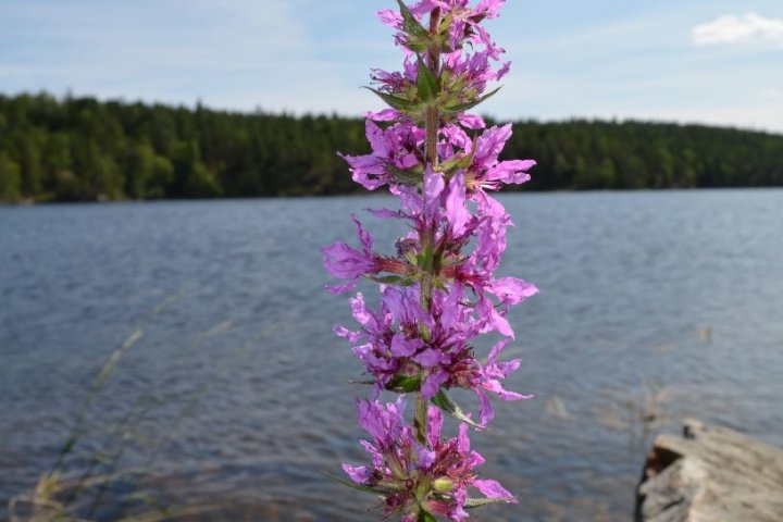 Scandtrack Kanutour Schweden DSC0067