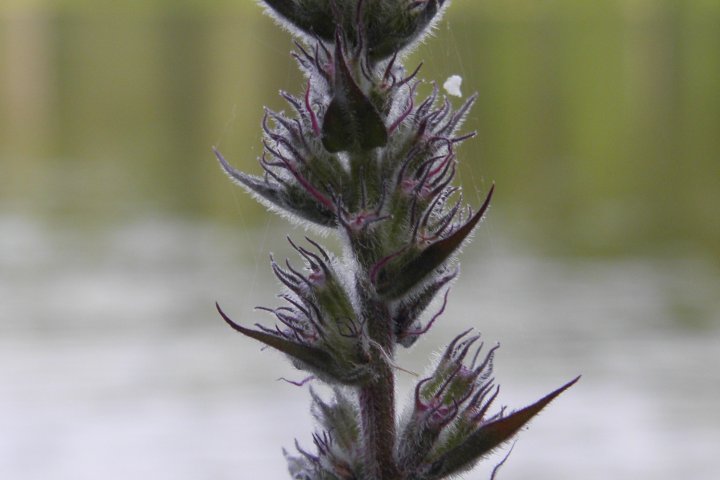 Scandtrack Kanutour Schweden P7132950