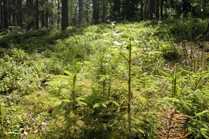 Scandtrack Kanutour Schweden P7132951