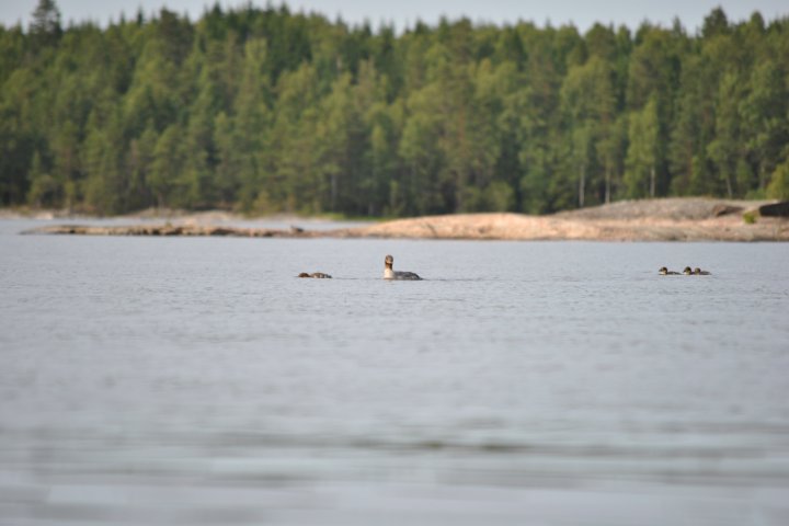 Scandtrack Kanutour Schweden DSC0277