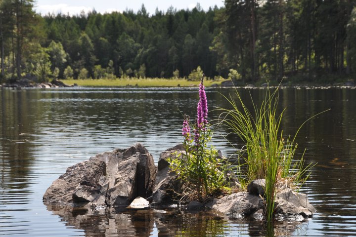 Scandtrack Kanutour Schweden 07Glaskogen