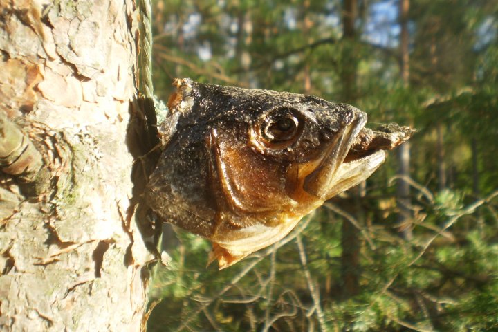 Scandtrack Kanutour Schweden P8260147