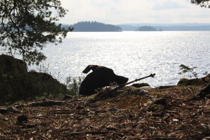 Scandtrack Kanutour Schweden 103483625686501099276477059171698431559458n