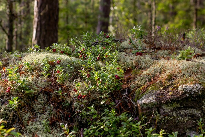 Scandtrack Kanutour Schweden KanuSchweden20140018