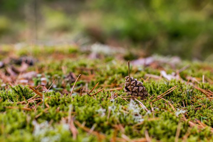Scandtrack Kanutour Schweden KanuSchweden20140019
