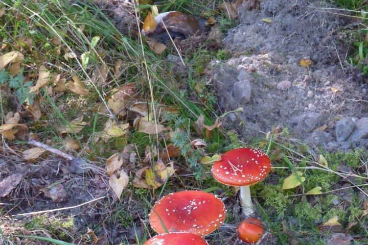 Scandtrack Kanutour Schweden P1150371