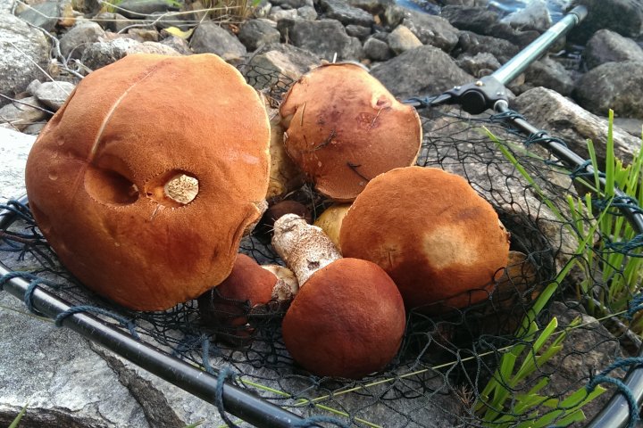 Scandtrack Kanutour Schweden SCAND15Z10JPG