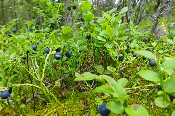 Scandtrack Kanutour Schweden SCAND15Z14JPG