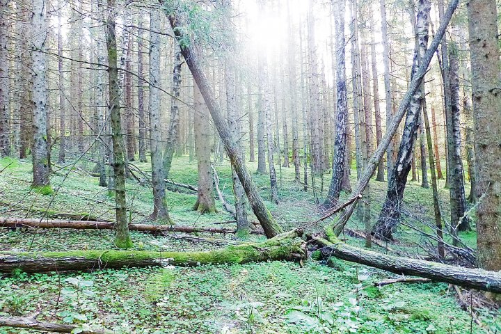 Scandtrack Kanutour Schweden 10