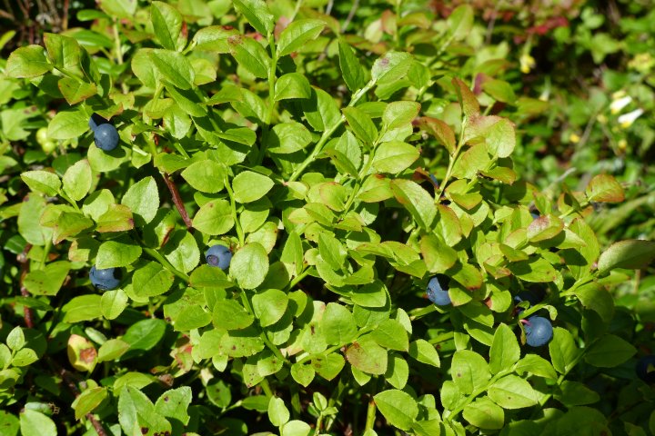Scandtrack Kanutour Schweden P1040841