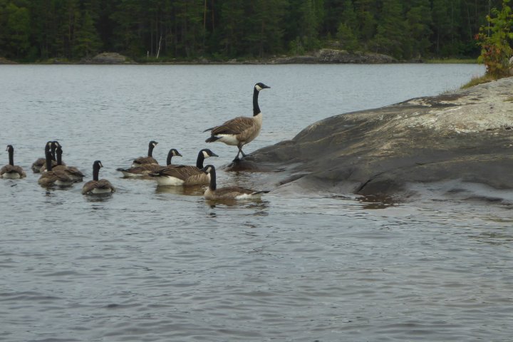 Scandtrack Kanutour Schweden P1020440