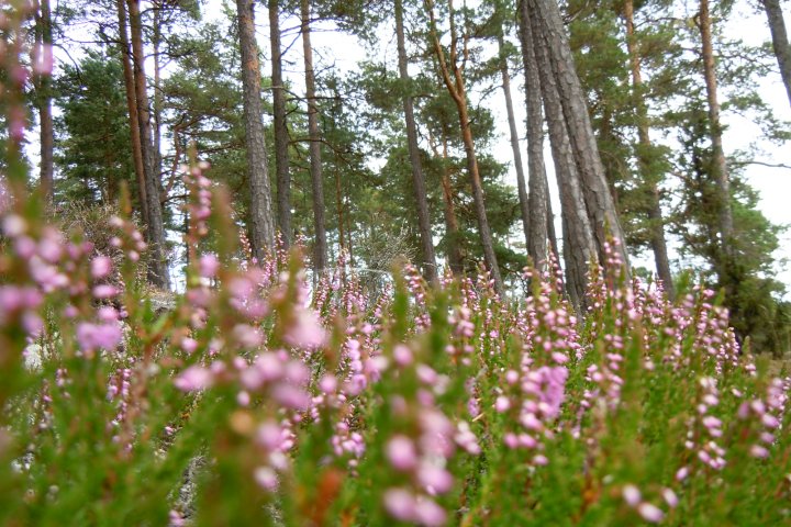 Scandtrack Kanutour Schweden DSCN8480