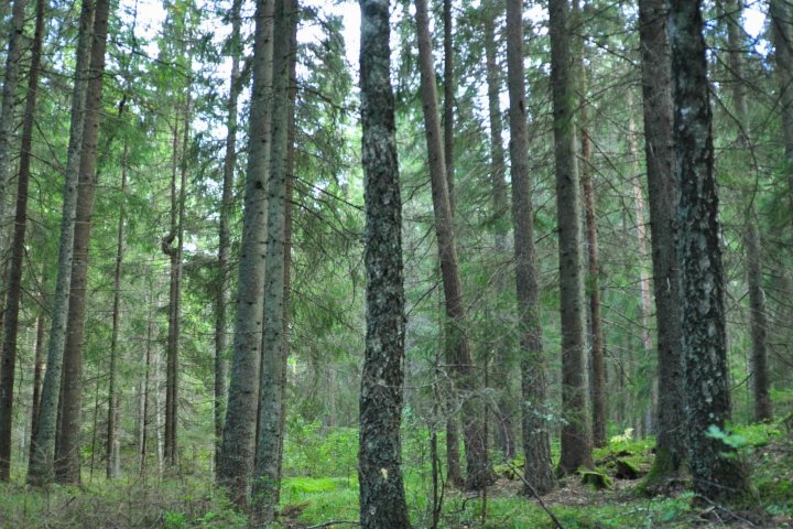 Scandtrack Kanutour Schweden 22164