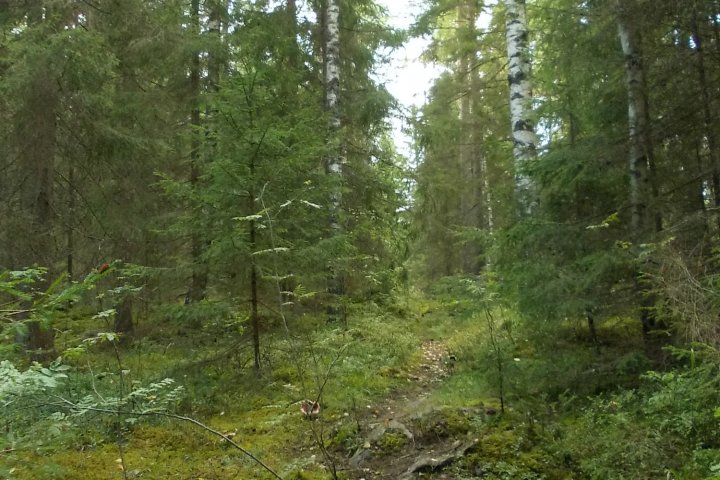 Scandtrack Kanutour Schweden Kanutour05