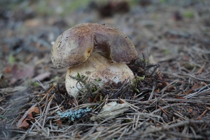 Scandtrack Kanutour Schweden K1600DSC02610