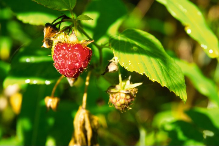 Scandtrack Kanutour Schweden Himbeere