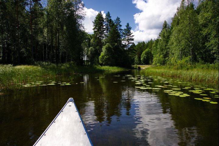 Scandtrack Kanutour Schweden Schilf