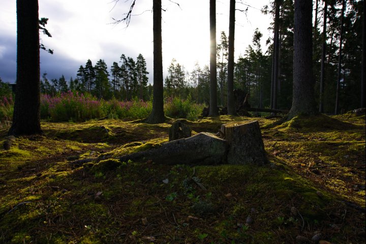 Scandtrack Kanutour Schweden sunnyforest