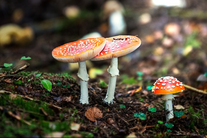Scandtrack Kanutour Schweden Fliegenpilze