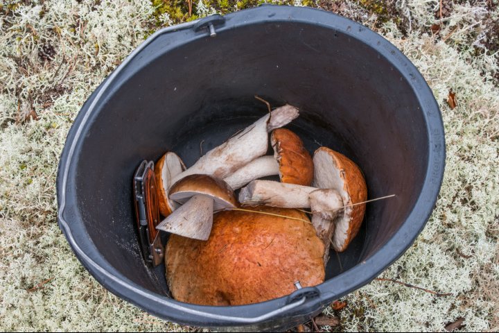 Scandtrack Kanutour Schweden Pilzabendbrot