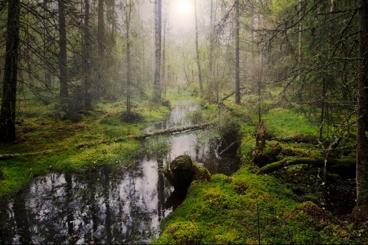 Scandtrack Kanutour Schweden Sumpfgebiet