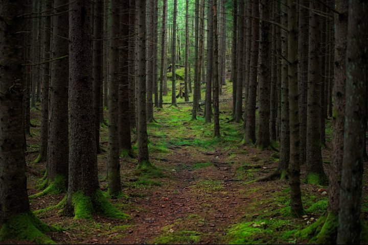 Scandtrack Kanutour Schweden Wald