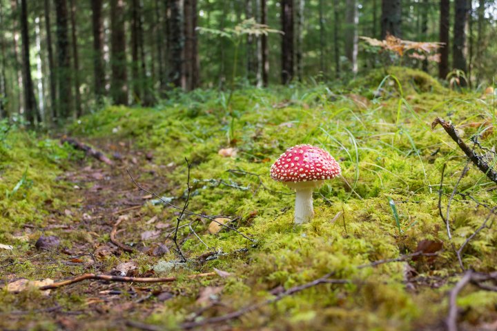 Scandtrack Kanutour Schweden MG9814