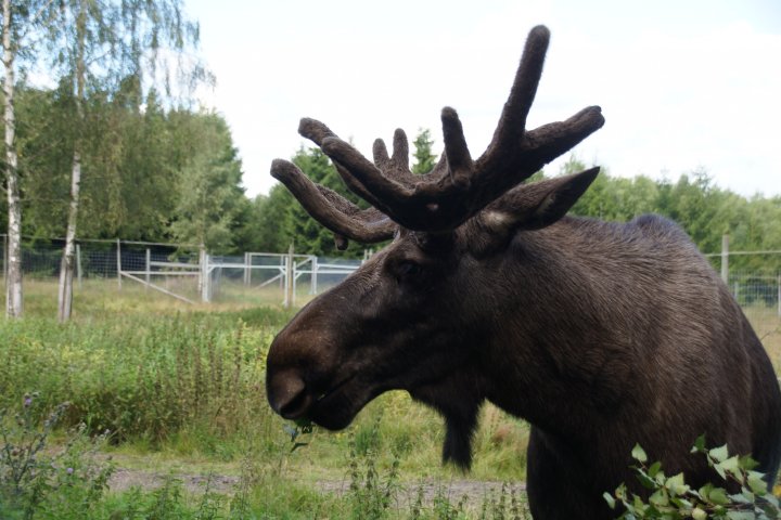 Scandtrack Kanutour Schweden Elchpark