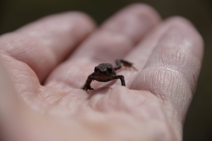 Scandtrack Kanutour Schweden Frosch