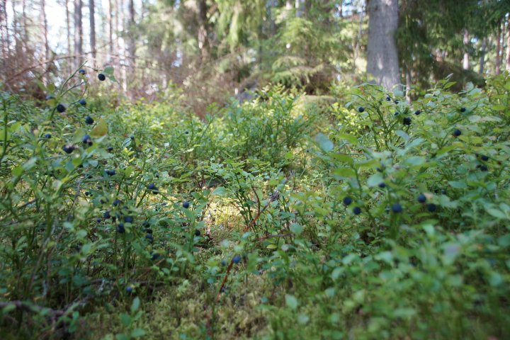 Scandtrack Kanutour Schweden Heidelbeeren