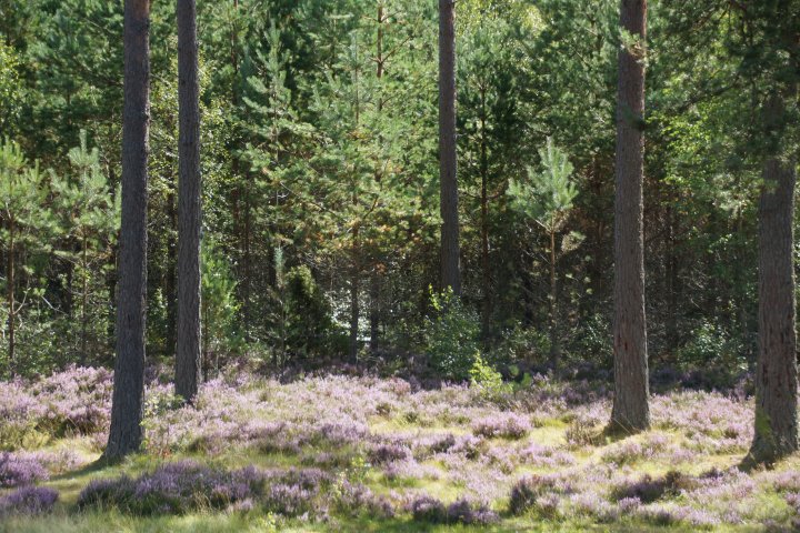 Scandtrack Kanutour Schweden Landschaft