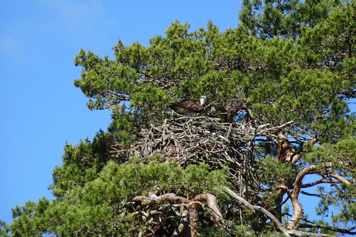 Scandtrack Kanutour Schweden 472017Seeadler