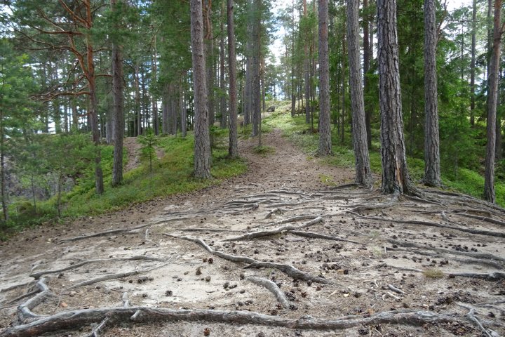 Scandtrack Kanutour Schweden 772017StrandinselBrn3