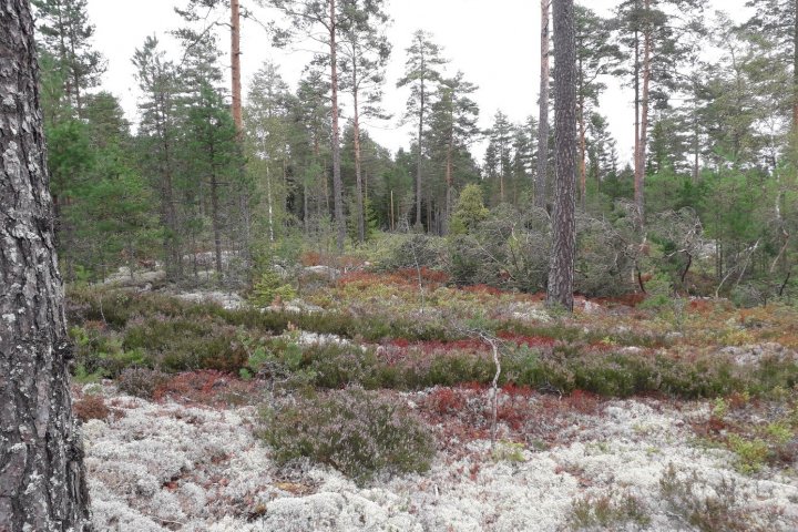 Scandtrack Kanutour Schweden bild12