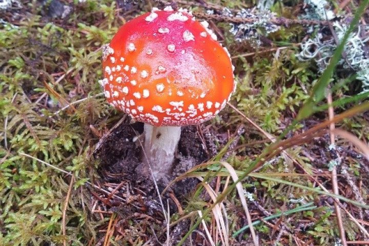 Scandtrack Kanutour Schweden bild15