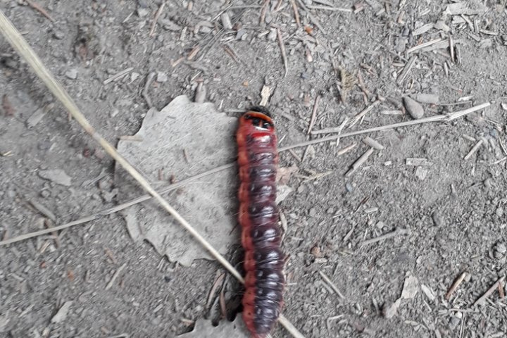 Scandtrack Kanutour Schweden 120180822131916